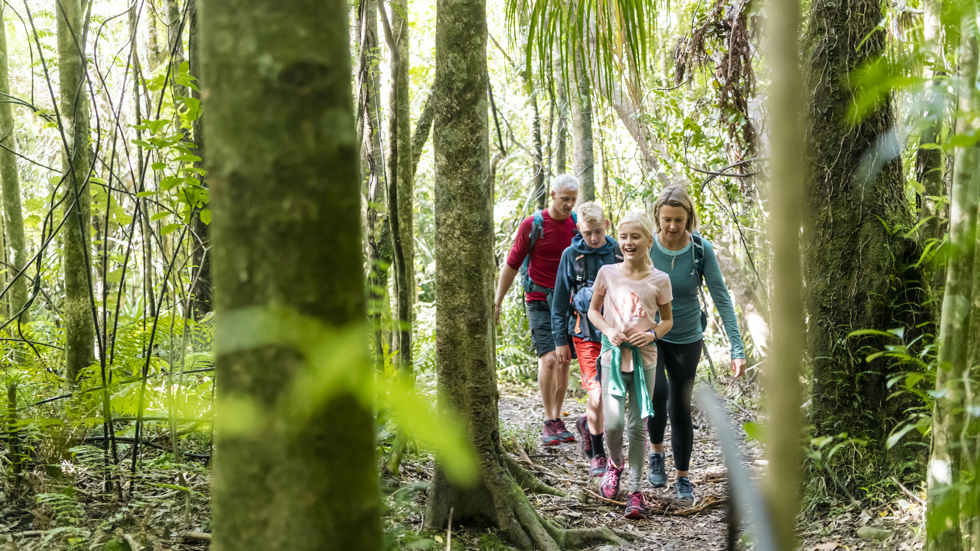 Four people walk through native bush on the northern Queen Charlotte Track in the Marlborough Sounds, New Zealand.