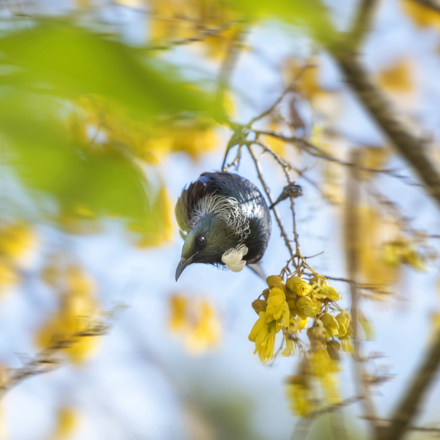 A native tui bird enjoys the bright yellow flowers of the native kowhai tree, in the Marlborough Sounds at the top of New Zealand's South Island.