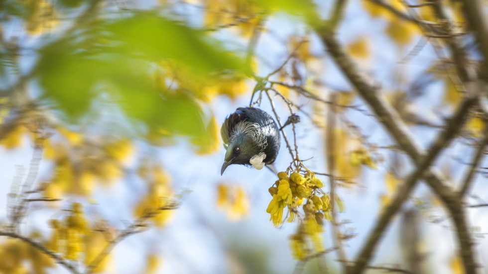 A native tui bird enjoys the bright yellow flowers of the native kowhai tree, in the Marlborough Sounds at the top of New Zealand's South Island.