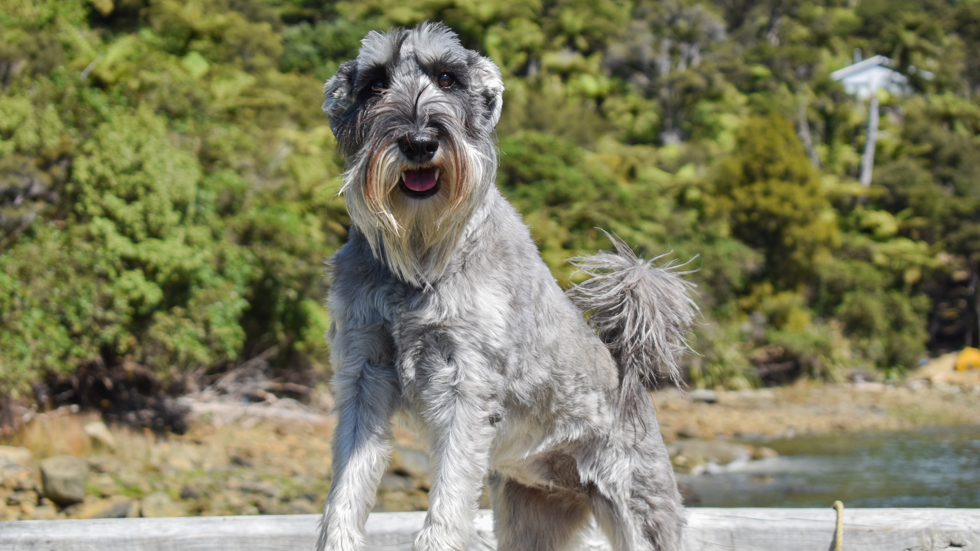 Dog on jetty greeting the Pelorus Mail Boat as it delivers the weekly mail.