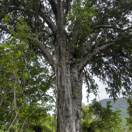 Ancient New Zealand native totara tree near Furneaux Lodge in New Zealand's Marlborough Sounds.