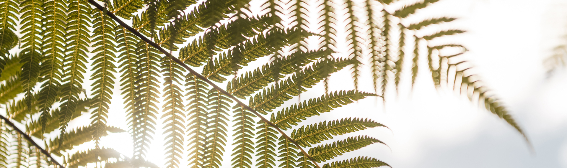 Punga fern fronds close up against the sun, in the Marlborough Sounds at the top of New Zealand's South Island.